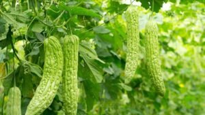 علاج السكر بالأعشاب